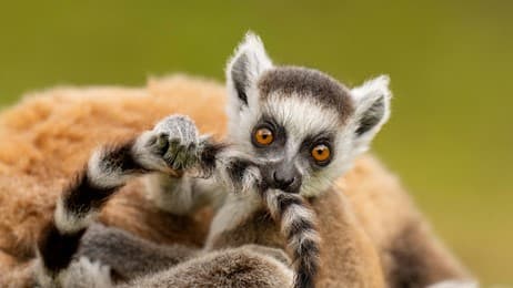 Madagascar native thumbnail