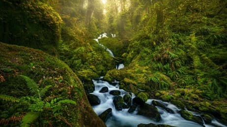 苔と水が織りなす風景 thumbnail