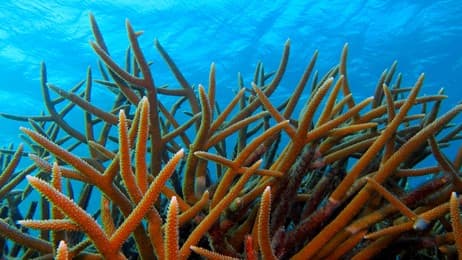 Rainforests of the sea thumbnail